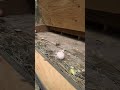 The First Chicken Tragedy, a weasel got in the coop
