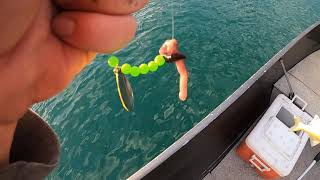Walleye Fishing The Detroit River bottom bouncing
