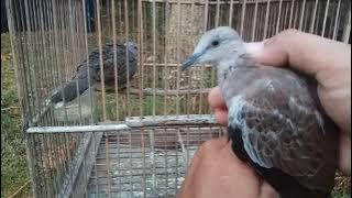 Download lagu CIRI DERKUKU TROTOL JANTAN - CIRI TEKUKUR TROTOL BETINA