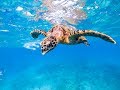 Life UnderWater III - Snorkeling in Seychelles