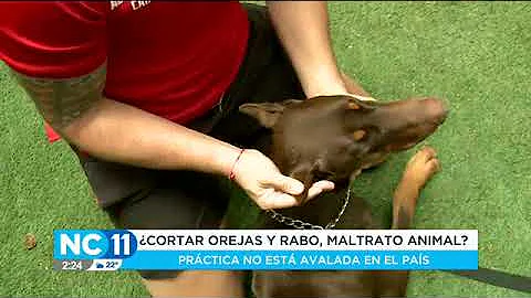 ¿Es maltrato animal cortar las orejas a un perro?