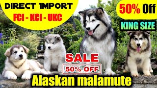 King size India's first Alaskan malamute kennel | Direct Import Alaskan | 50% off