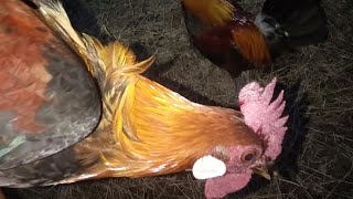 🔴luar biasa pikat ini || MEMIKAT AYAM HUTAN sampai menjelang malam hari