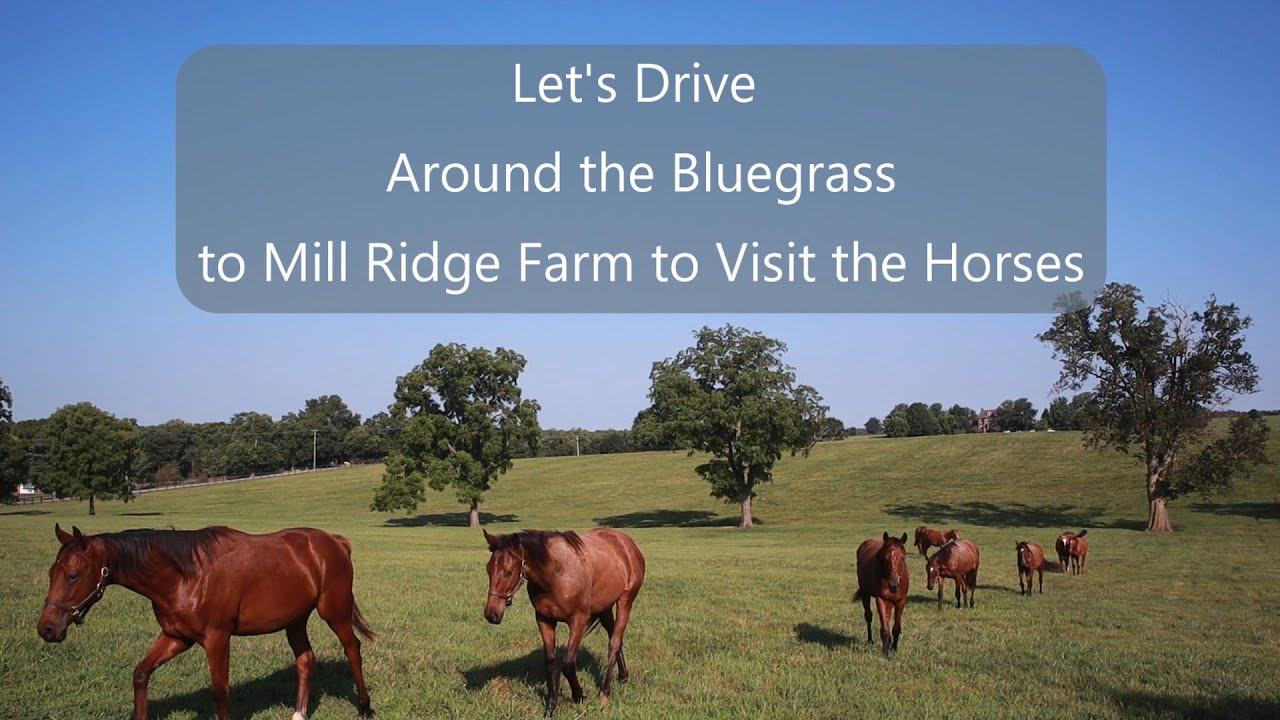 Let's Drive Around the Bluegrass to Mill Ridge Farm to Visit the Horses ...