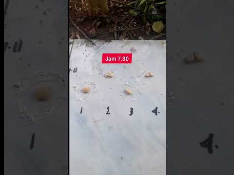 Percobaan Mengusir semut