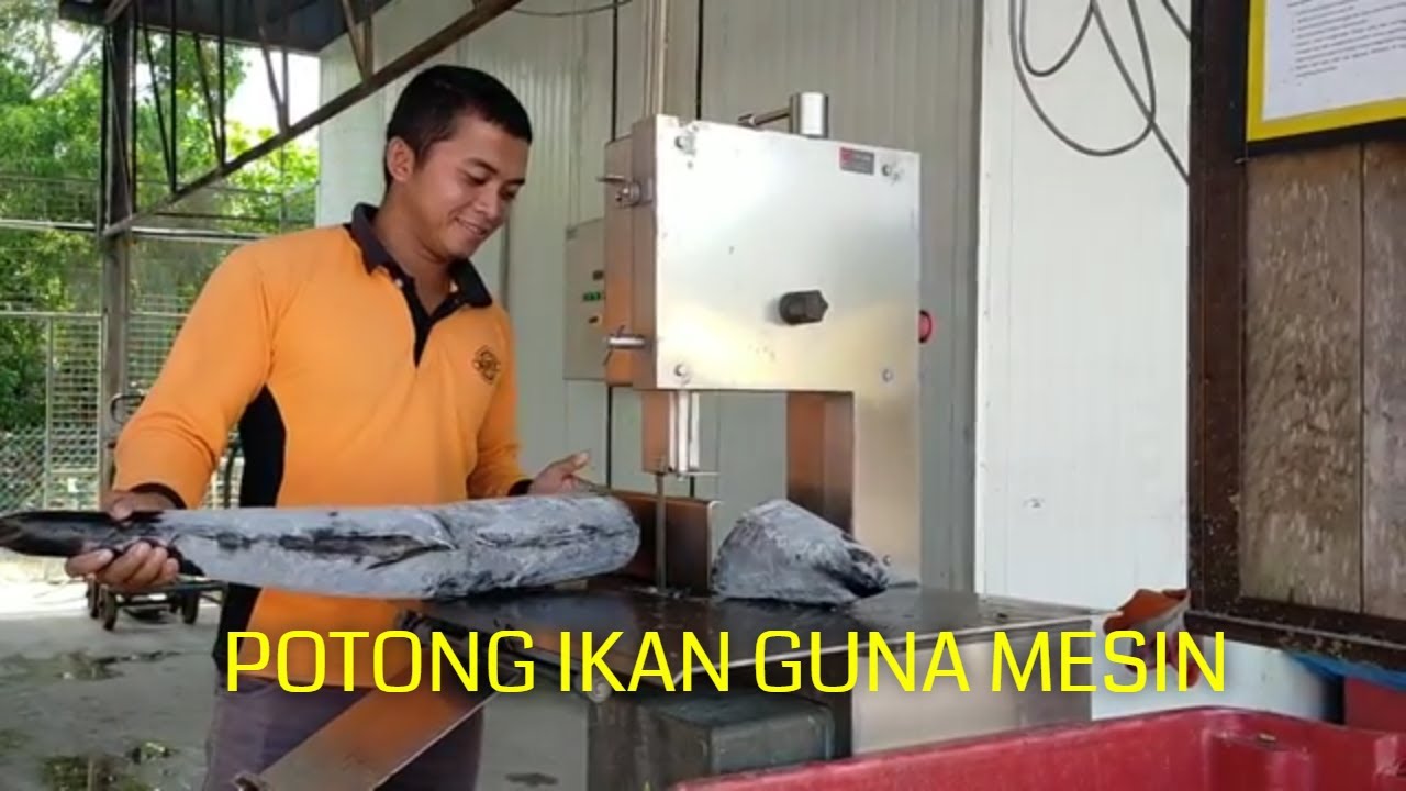  Cara  Potong  Ikan Tenggiri Guna  Mesin  YouTube