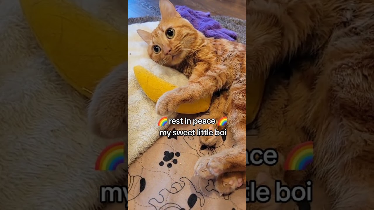 Today we made the difficult decision to humanely euthanize our little oramge Butters.