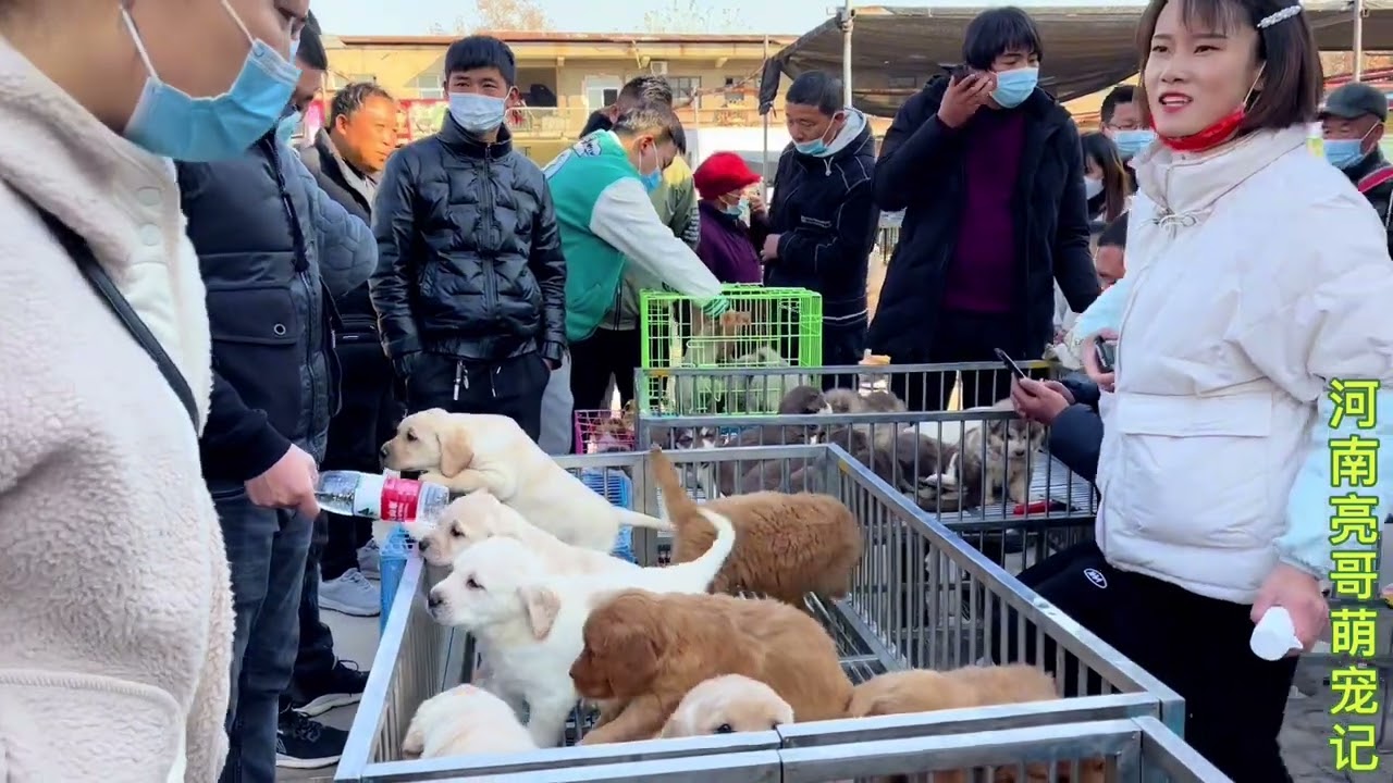 亮哥“大战”开封狗市，时间争分夺秒，饭是真的来不及吃