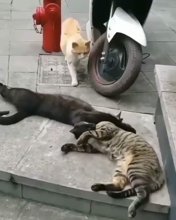 Ngakak!! Kucing Ketahuan Lagi Selingkuhan