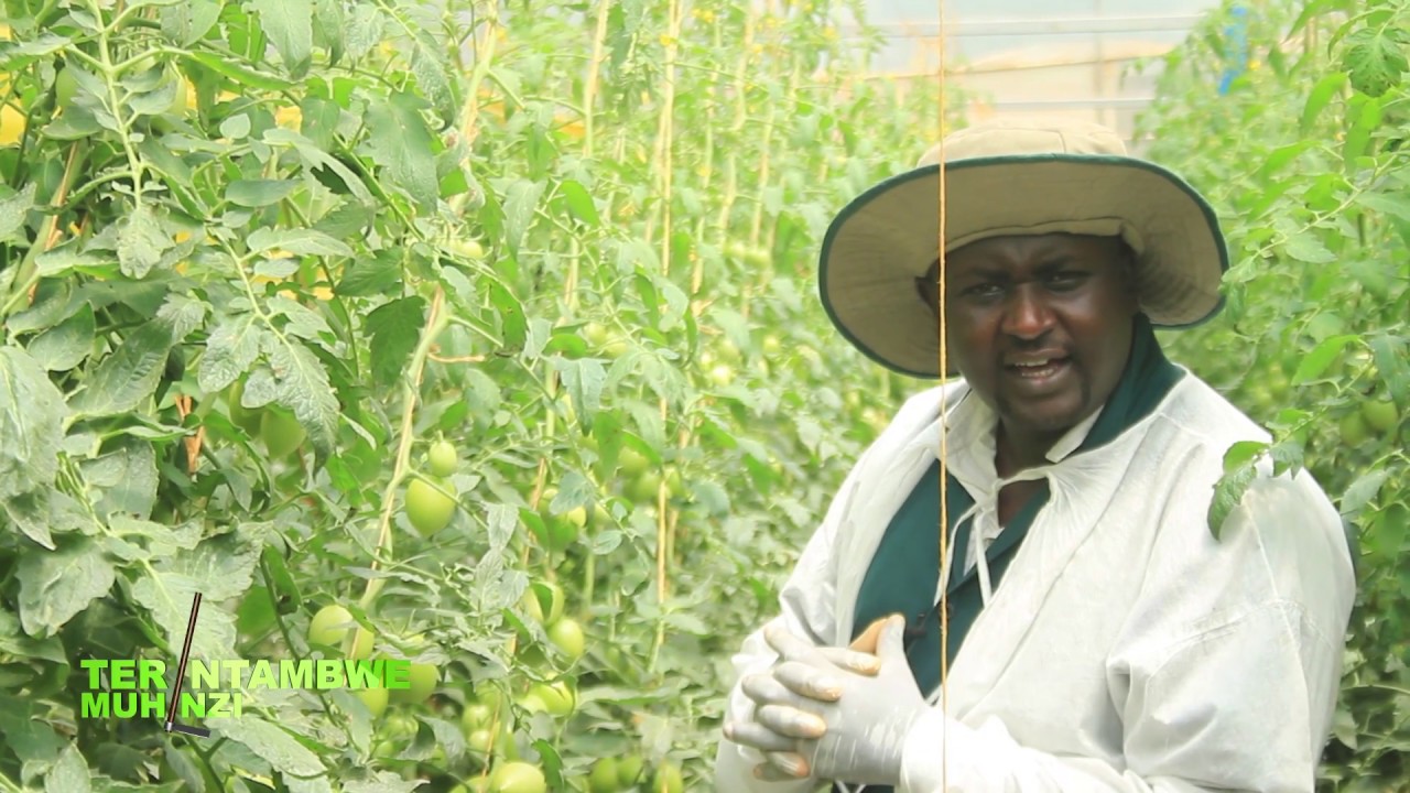 Ikoranabuhanga mu buhinzi rituma umusaruro wikuba inshuro nyinshi - SMART FARMING
