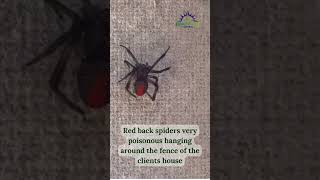 Pest Control Perth | Do not wait if you see redback spiders!🕷️