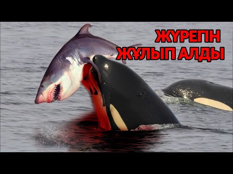 Бейне: Кит балық па әлде сүтқоректі ме? Киттер туралы қызықты деректер