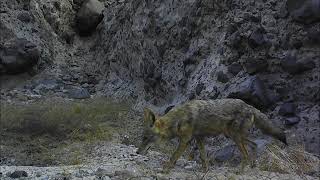 Mojave Desert wildlife.