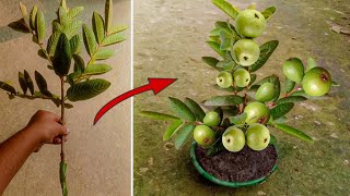 Guava plant grafting techniques : best way to grow guava