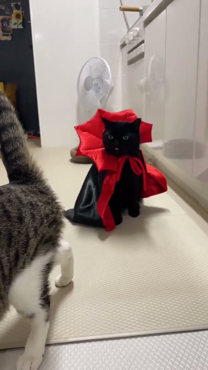 Funny kitten