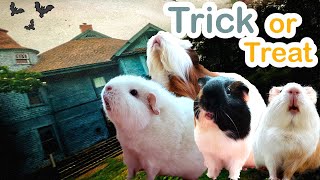 Guinea Pigs Go Trick or Treating
