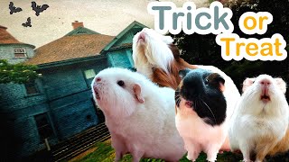 Guinea Pigs Go Trick Or Treating