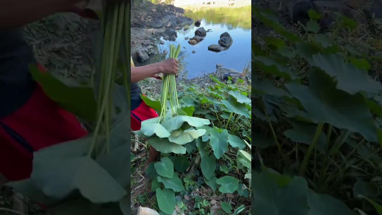 Sino nakaka kilala sa gulay nato😊