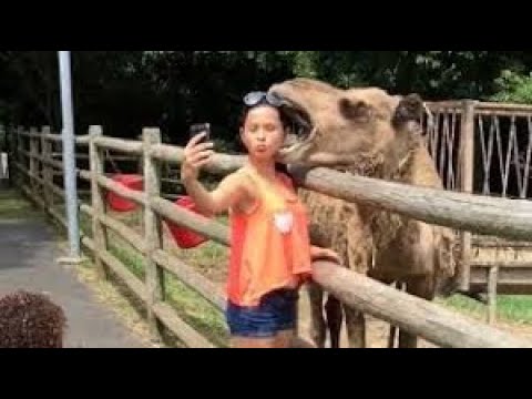 Animal attack - YouTube
