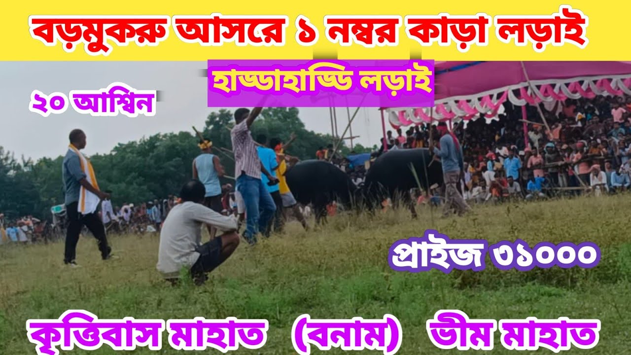 বড়মুকরু আসরে ১নং কাড়ার লড়াই !! কৃত্তিবাস মাহাত ( বড়মুকরু) vs ভীম মাহাত( চাঁদরা)