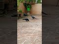 #காகங்கள்