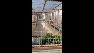 Texas Cold? Our Greenhouse Doesnt Flinch  #shorts
