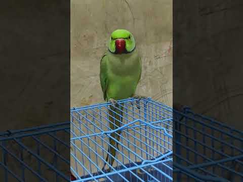🦜🦜 Suna Suna