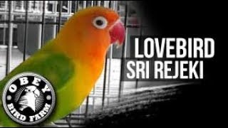 LOVEBIRD SRI REJEKI CALON PENANTANG LOVEBIRD KUSUMO DI PRESIDEN CUP