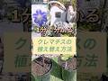 1分で分かる【クレマチスの植え替え方法】#shorts #short #ガーデニング