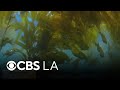 How underwater heroes are saving our kelp forests | Earth Month
