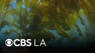 How underwater heroes are saving our kelp forests | Earth Month