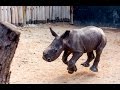 Walking baby rhino Warren - He knows his name!