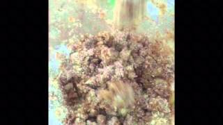 How To Make Catalonian Marzipan Cookies With Coconut Panellets De Coco