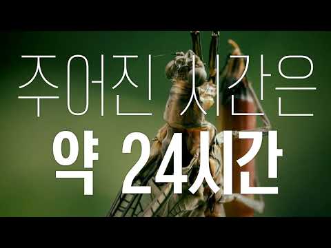 입도 위장도 항문도 없이 태어나 오직 섹스만 하고 죽는 동물