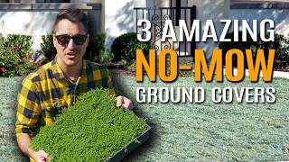 No More Mowing! 3 Stunning Ground Covers That DIYers Love (My Favorite Will Surprise You!) 🌿✨