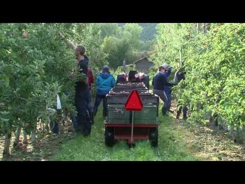 Miniature de la vidéo Arboriculteur - "...un métier à croquer!"