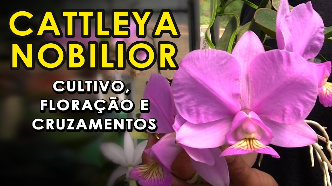 Orquídea Cattleya Nobilior Floração, Cultivo e Lindos Cruzamentos com Daniel Neubauer