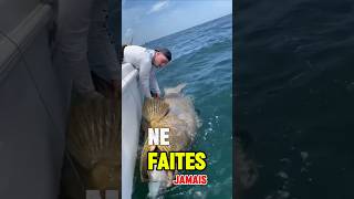 Le Mérou Goliath 🦈
