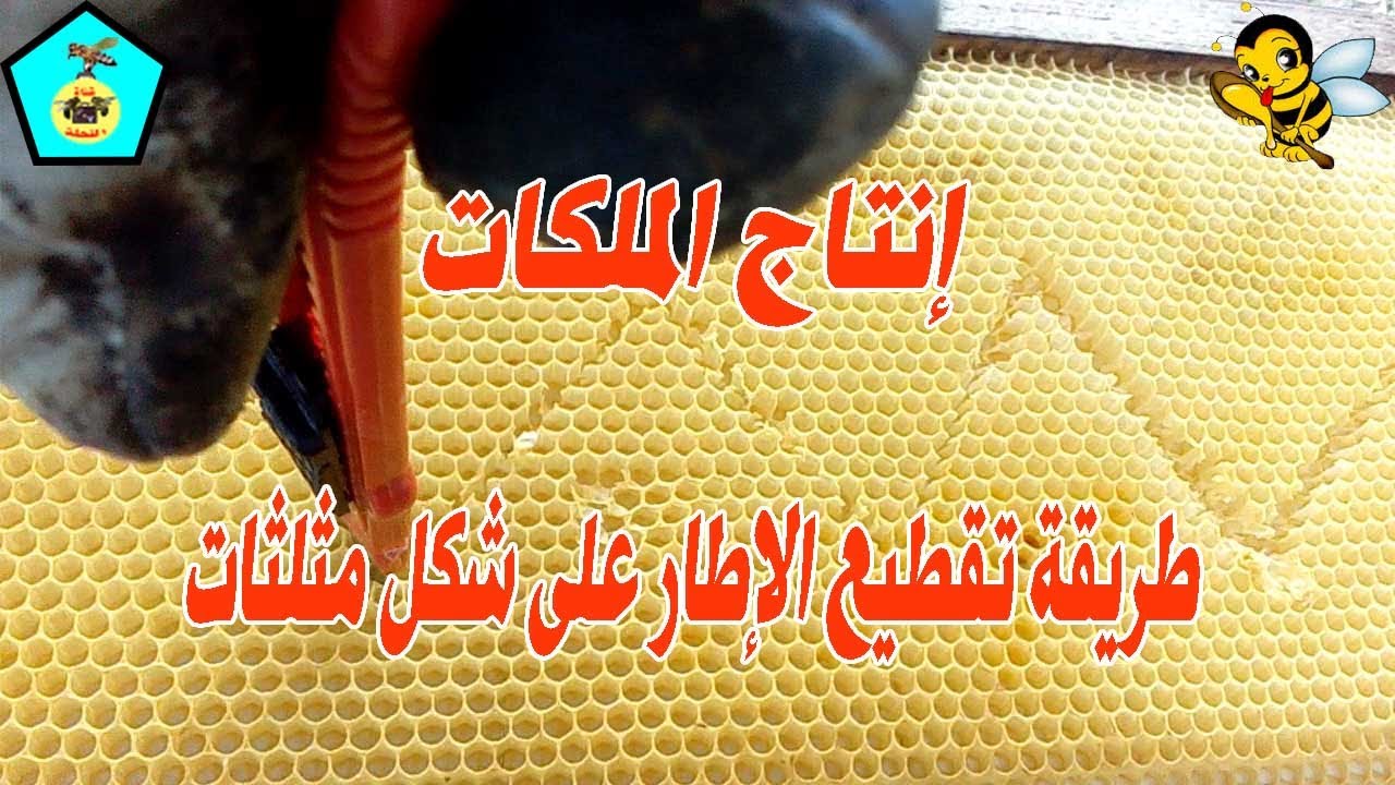 دورة لإنتاج الملكات _ طريقة تقطيع الإطار على شكل مثلثات  (الخطوة الخامسة)