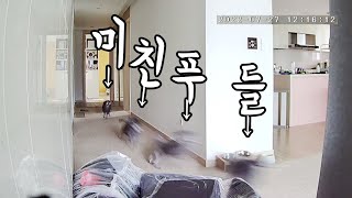 Crazy Poodle Caught On Korean CCTV