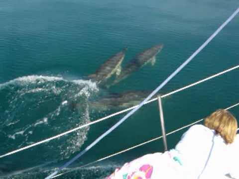 Sailing with dolphins part 2. Fantastic video with...