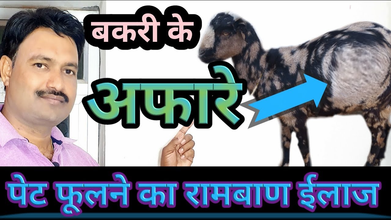 bakri ke pet fulne ka upay  बकरी के आफरा आने पर क्या करे  bakri ke pet me gas ke upay
