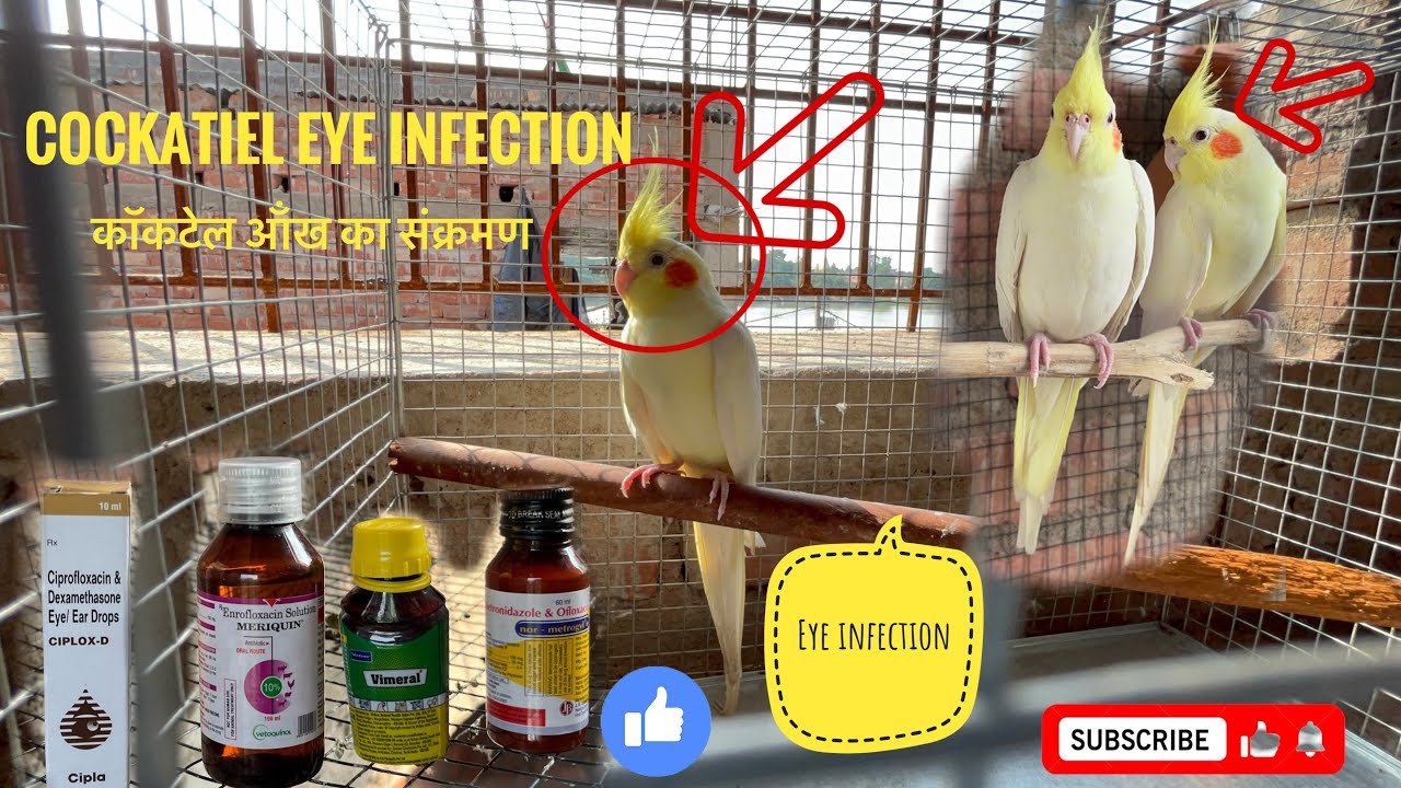 cocktail birds eye infectioncockatiel bird eye infection treatment