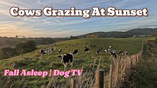 Cows Grazing at Sunset 🌅 New Zealand | Natural Farm Sounds, ASMR, Relaxation & Sleep | No Music
