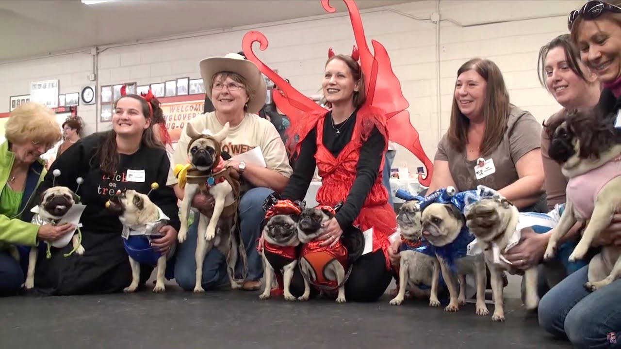 HOWL-O-WEEN PUG-O-WEEN Halloween Holiday Pug Party Costume Contest Minneapolis 2010
