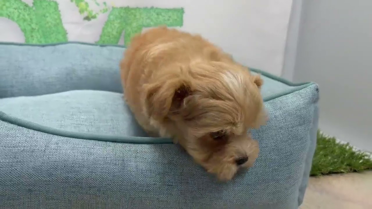 犬・猫ペットブリーダーKSTshopサブ さん専用☺︎☺︎メロジョイ タピオカ ペットショップCOO&RIKU No.00762612 MIX（ハーフ） - YouTube