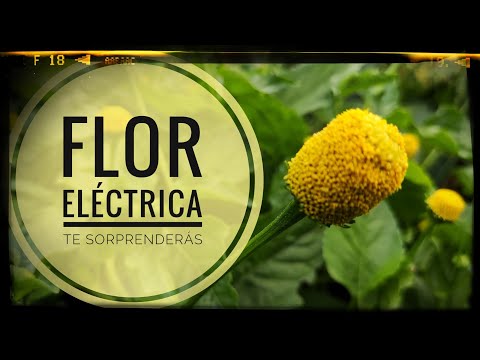 I’d like to introduce you to the ELECTRIC FLOWER and I’ve got a challenge for you 🙀 It’s in your ...