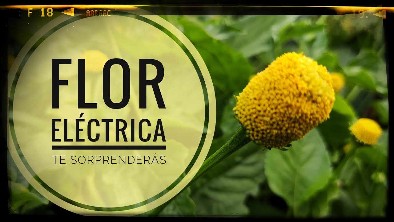 Os presento a la FLOR ELÉCTRICA y te lanzo un reto 🙀 Lo dejo en tus manos 🤣😍 Vlog || Capítulo 👉 110