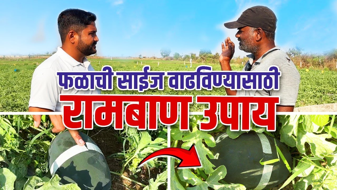 फळाची साईज वाढविण्यासाठी रामबाण उपाय Falachi size vadhavinyasathi ramban upay