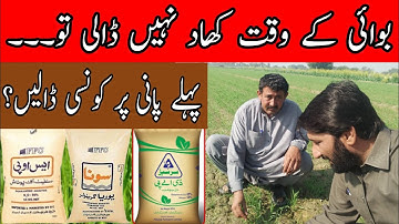 How to use fertilizer in wheat at first irrigation | Bilal Kanju Official